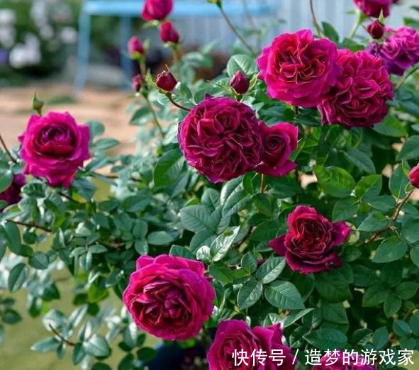 事宜：春天，正是让月季花开爆盆的好时期，2件事宜多做，别错过了