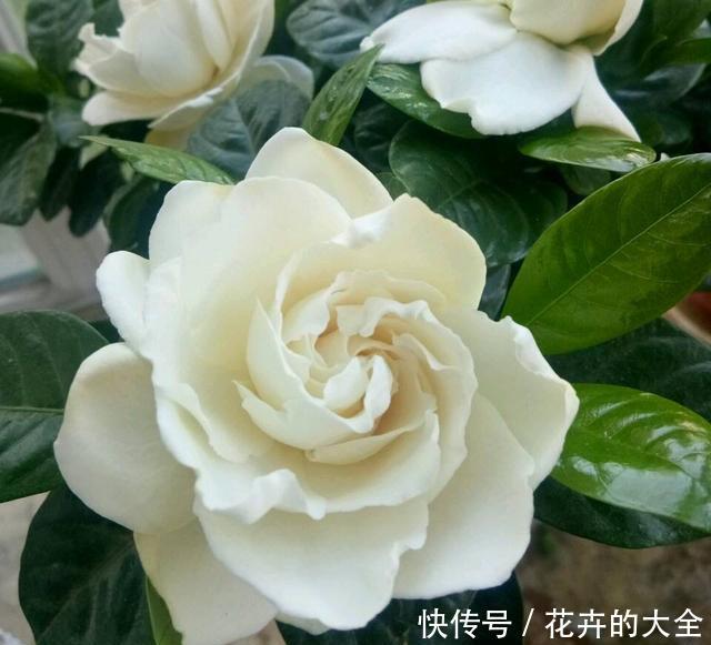 『养花』想养花不知道养啥好?根据3个方面选,越养越好,四季开花长爆棚