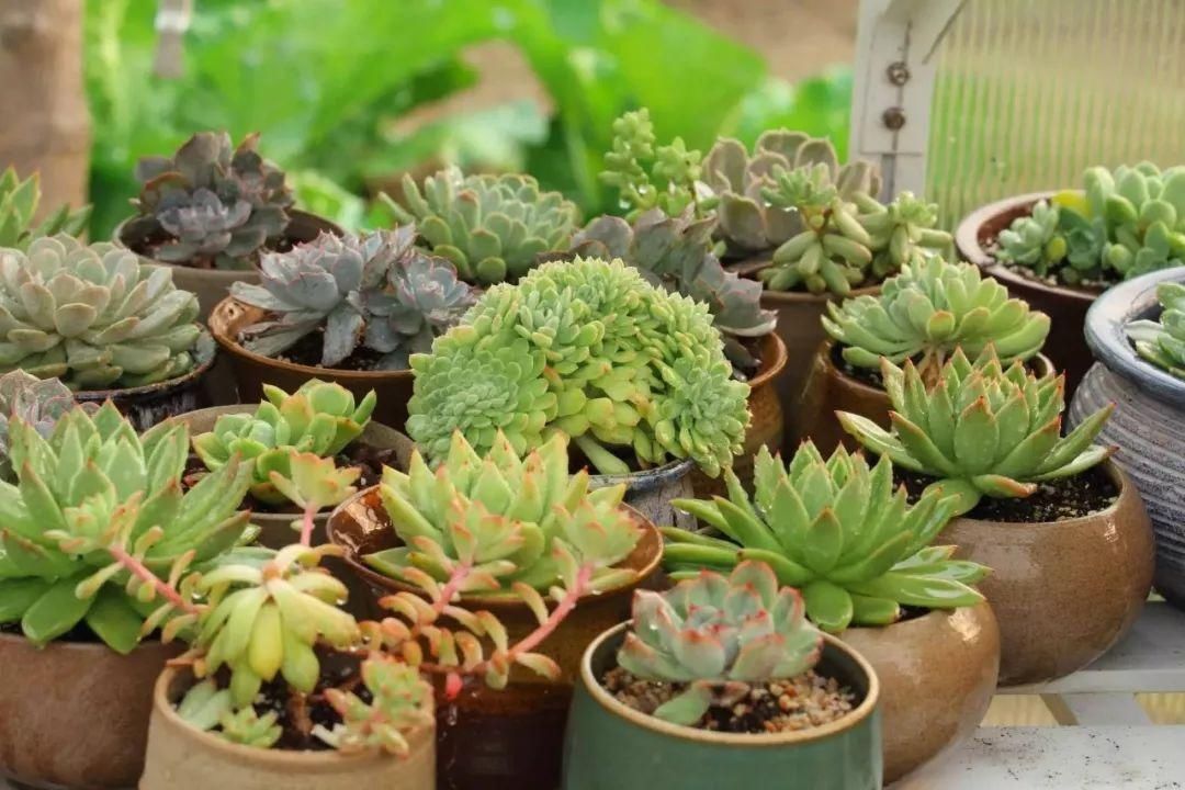  『花房』你在梦想有一个花房的时候，别人家的姑娘已经用一亩地实现了