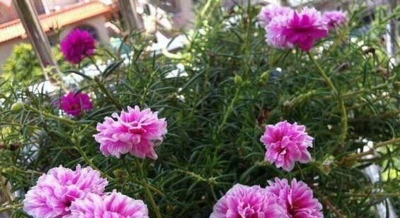  [漂亮]这花漂亮好养耐热，不用播种不用苗，掐几个枝条，随便就能种多盆