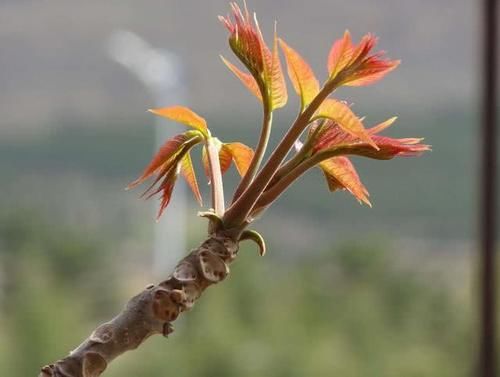 “变废为宝”？过去被农民当柴烧，现在却开始大量种植