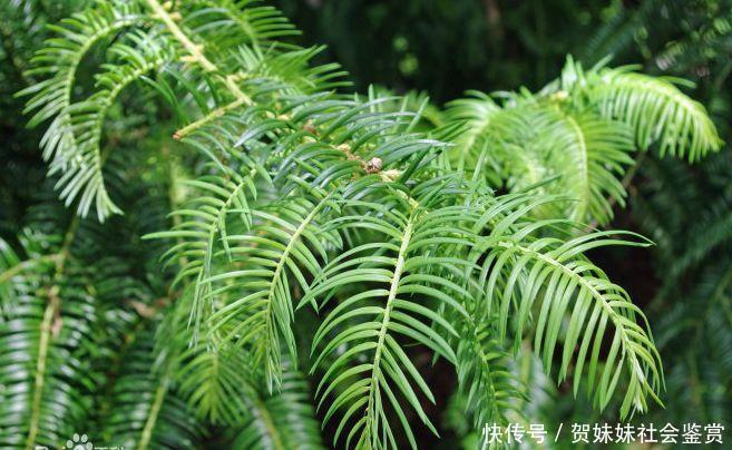 中国特有树种--粗榧