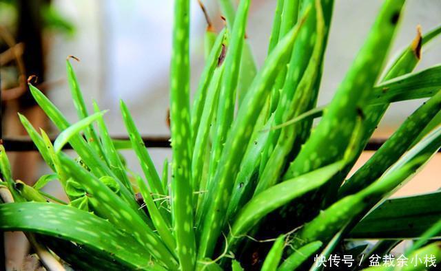 品种|芦荟就养这个品种,半年就能爆崽无数,还能美容养颜!