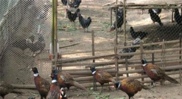 之前农村很流行“包山养殖”，为什么现在很少有人做呢？