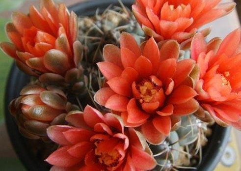  『多态』此款木本植物，一年多次开花，花期超半年，花多易爆盆，优雅多态