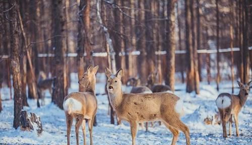  「野猪」农民朋友要注意，下面3种“野味”不能打，不然吃不了兜着走！