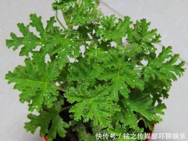  家里|家里养6种驱蚊植物，特殊的香味，使蚊子不敢靠近