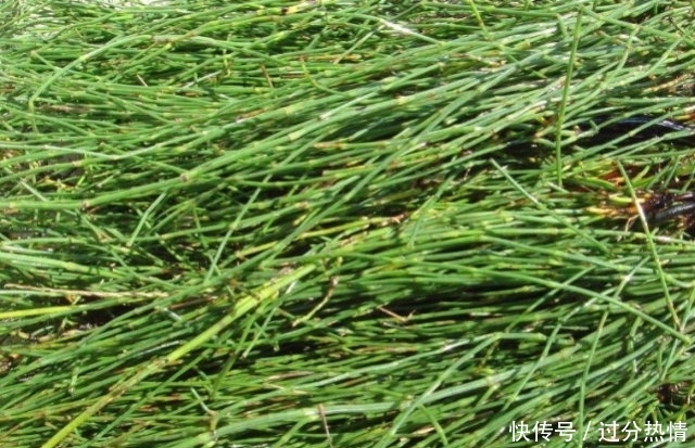  【草药】农村常见的野草，人称“节节草”是珍贵的草药，可治疗