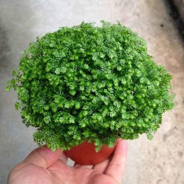  西红柿：这几种蔬菜，种在花盆里，一年四季吃不完的菜，真好