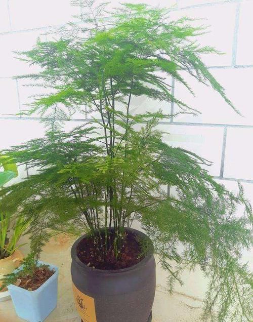  『文竹生长』有一种花卉，叶片翠绿，适合养护在家中书房，观赏价值高