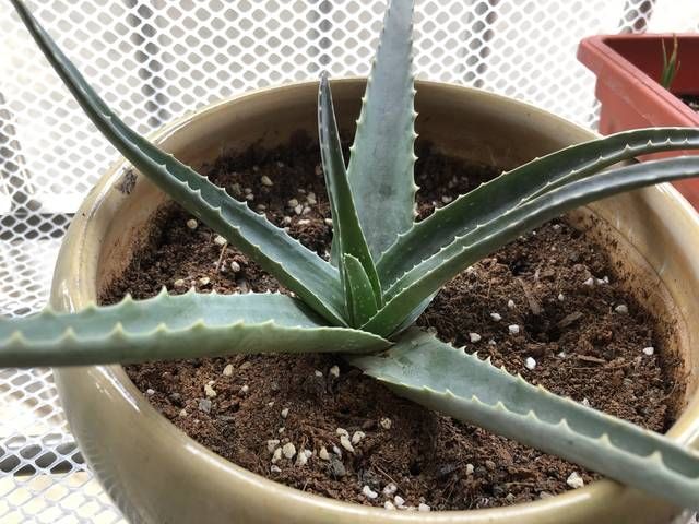  浇水■芦荟怎么养？芦荟养殖方法