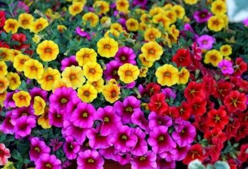  「粉嫩」4种花是爆盆能手，花开繁盛花香怡人，花朵粉嫩丰腴