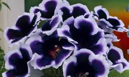  养花@养花不如养这几款，全年开花不断，花开美观又大气，超妖艳，美