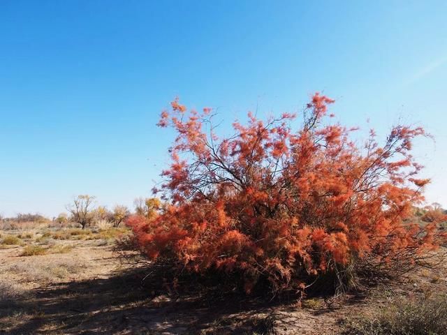 大西北无边的戈壁荒漠里，竟然藏着亚洲最大的沙漠水库