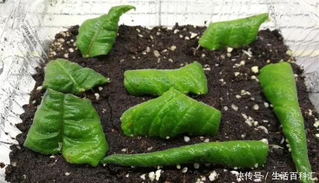 『扦插』空气生根扦插法,有效的懒人养花方法!揪片叶子丢袋子,太好活了