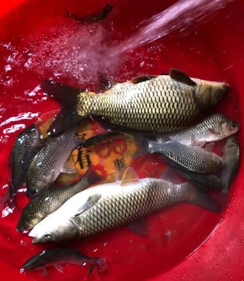  『易出现』浮漂没动提竿却中鱼，是巧合还是运气好？都不是，是这里出了问题