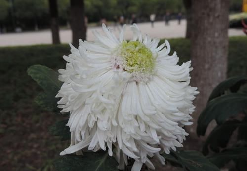 『托桂』喜欢玫瑰,不如养盆“珍贵名菊”藕粉托桂,洁白素雅,清新秀丽!