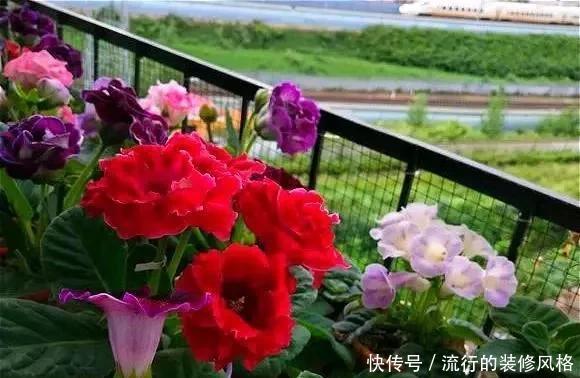  落雪泥|最漂亮的盆栽花，一年到头开花不断，好看又好养 ？