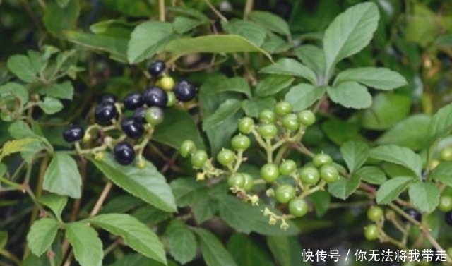  药材|深山里罕见的“乌蔹莓”过去被农民当杂草，殊不知药材价值