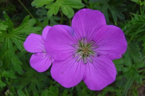  「我国」农村一种野生植物，我国少数地方有，价值珍贵，现有部分人在种植