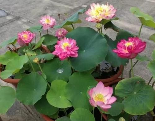  [家养]家养此款花卉，开花勤爱爆盆，花朵硕大花期长，一开就是300天