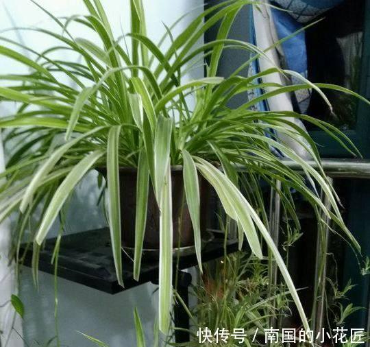 『肥美』吊兰、绿萝怎么养长得旺?水培、土培遵循5点,枝叶繁茂、肥美