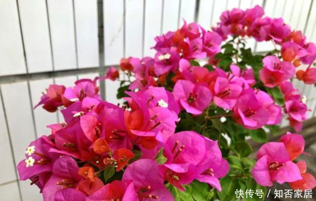  开花比较勤|三角梅“催花期”怎么施肥？学会“花期施肥法”，一年四季开不断