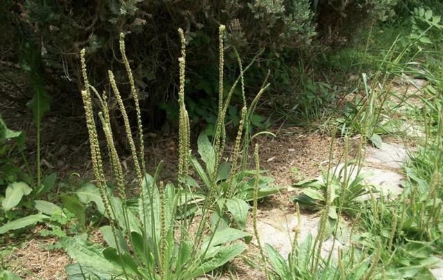  不少：在农村、农地里，若是见到2种“野草”，挖2棵种起来，价值高！