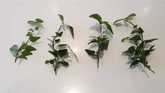  水中：常青藤的枝条剪下来之后，剪成一段段，插水中可以生根发芽