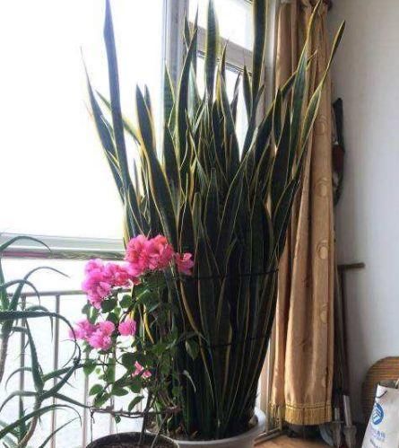  「甲醛」这“3种”绿植可以长到2米高，客厅养1盆，不仅威武还能吸甲醛！