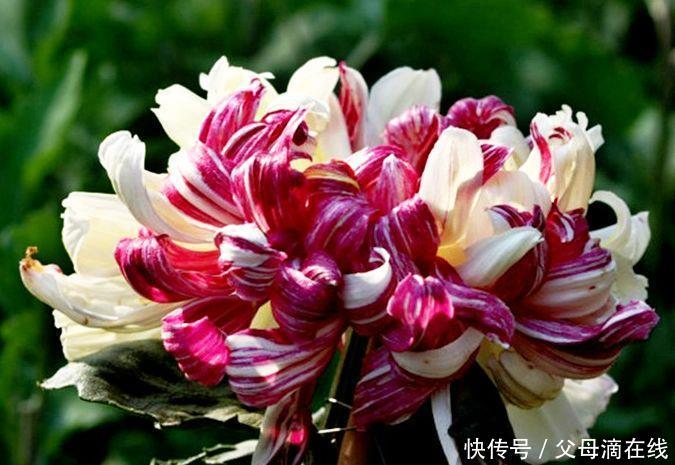 喜欢菊花,不如试试“菊中珍品”鸳鸯荷,似鸳鸯戏水,美丽大气