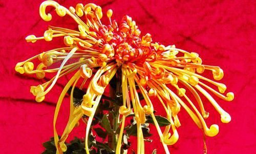  『玫瑰』喜欢玫瑰，不如养盆“珍品菊花”开龙夕宮，似飘舞贯珠，端庄优雅