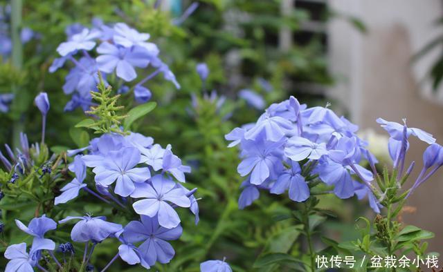 『名字』家里养盆花,不仅整个夏天有花看,还让你清凉一夏