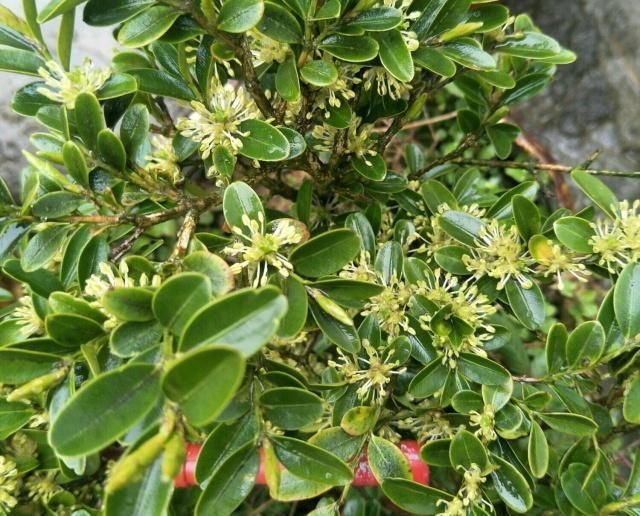  算是■小叶黄杨盆景造型美观层次感强，花蕾去除是要点，算是讲透了