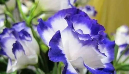 『花色艳丽』养花就养这几款，全年开花不停，爆盆美如花，枝头窜满花苞