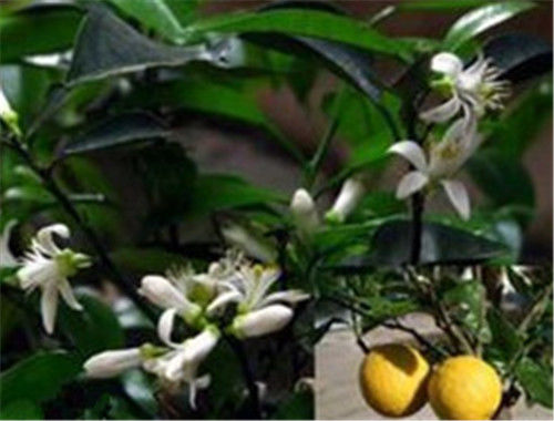 代代花的功效与作用有哪些 代代花的食用