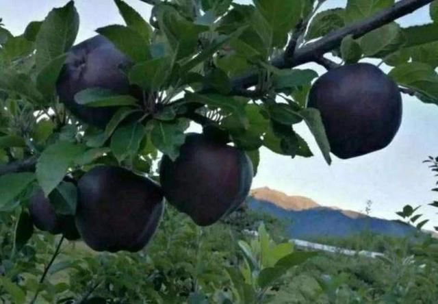 院子里不要种菜了！此果树-15度冻不死，比蜂蜜都甜，好吃好养！