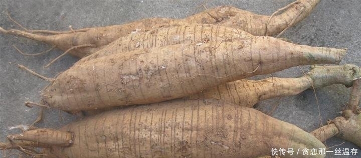  「种植出来」营养价值高，野生1斤100元以上，栽培降低到30元，