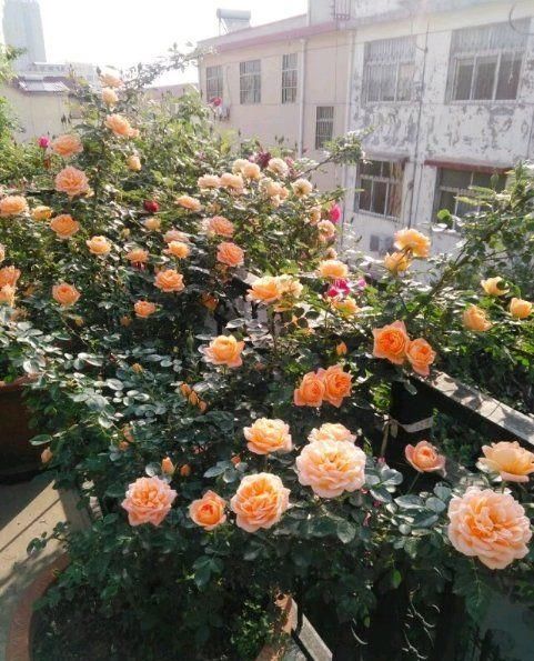 『烛光』“珍稀玫瑰”烛光,开花似美人起舞,比“菊花”美,堪称盆栽首选