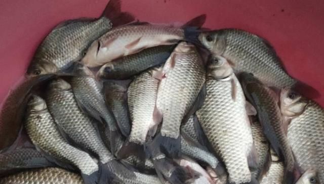  套路@钓了40年鲫鱼，这用饵套路屡试不爽，中鱼率高，比钓草鱼还