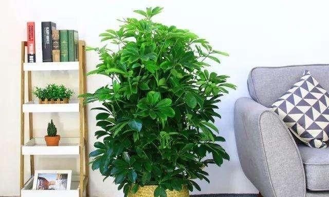  『植物』鸭脚木养护不及时，叶子发黄掉落，该怎么补救？