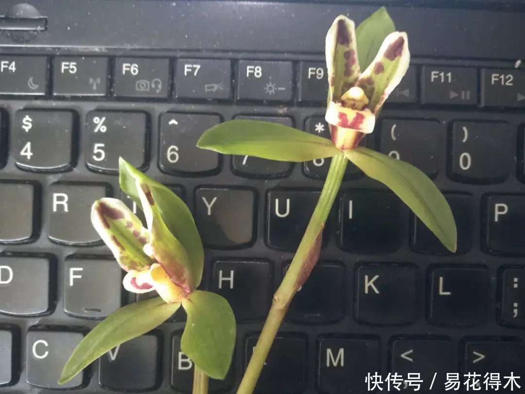 『生长期』兰花生长缓慢或停滞?莫急,也许是未到生长时