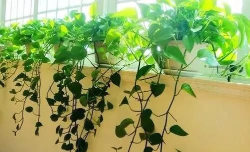  【药片】绿萝黄叶又烂根？加1个药片,15天左右新叶蹭蹭冒！