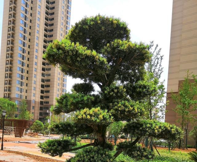  旺盛|夏季养罗汉松盆景技巧，做到3点，罗汉松叶片旺盛绿油油