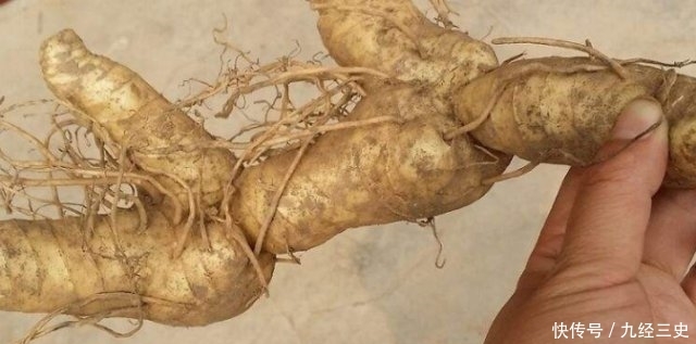  「见过」过去野外常见的一种植物，如今浑身是宝，不少农民靠种