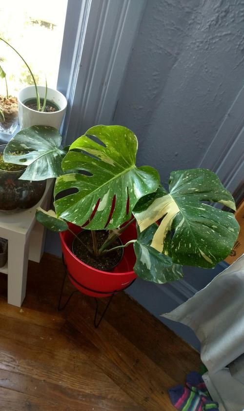  #龟背竹#叶子带白斑的龟背竹盆栽，害怕叶色退化了，经常浇磷酸二氢钾水肥