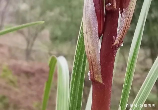  「花杆」同样是兰花，为什么蕙兰有花蜜，春兰却没有
