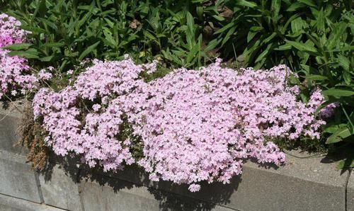 #适合#不想在院子里种草坪,这些观赏花很适合,光照充足和遮阴处都能养