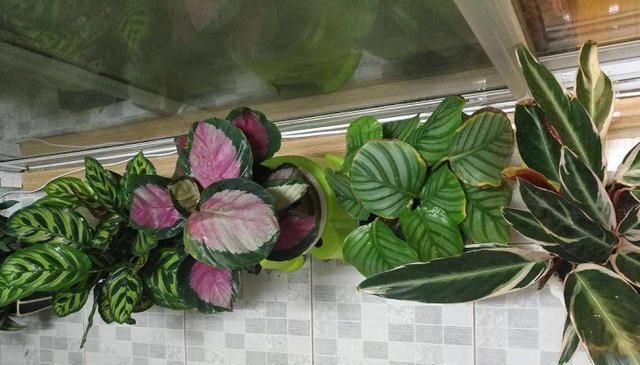 「搬出去」最不耐晒的3种花,养在室内才好看,搬出去一天就枯了