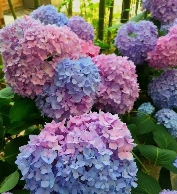 她在小道两旁种了一种花，1年后开满花朵，大家都夸美得像仙境